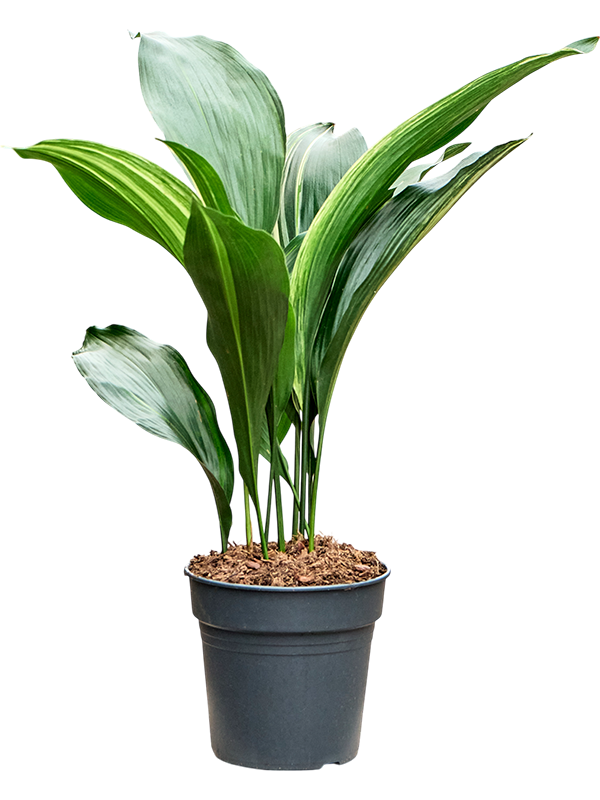 
                  
                    Aspidistra elatior variegata
                  
                