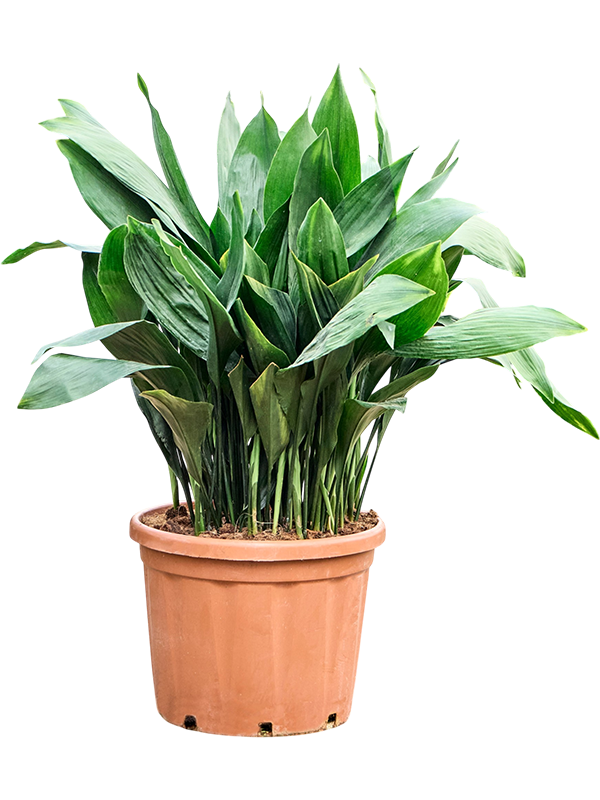 
                  
                    Aspidistra elatior
                  
                