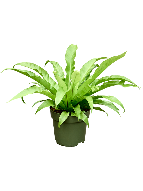 
                  
                    Asplenium Nidus Antique
                  
                