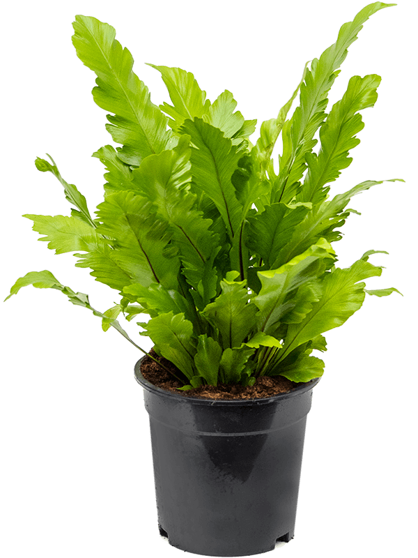 Asplenium nidus Campio