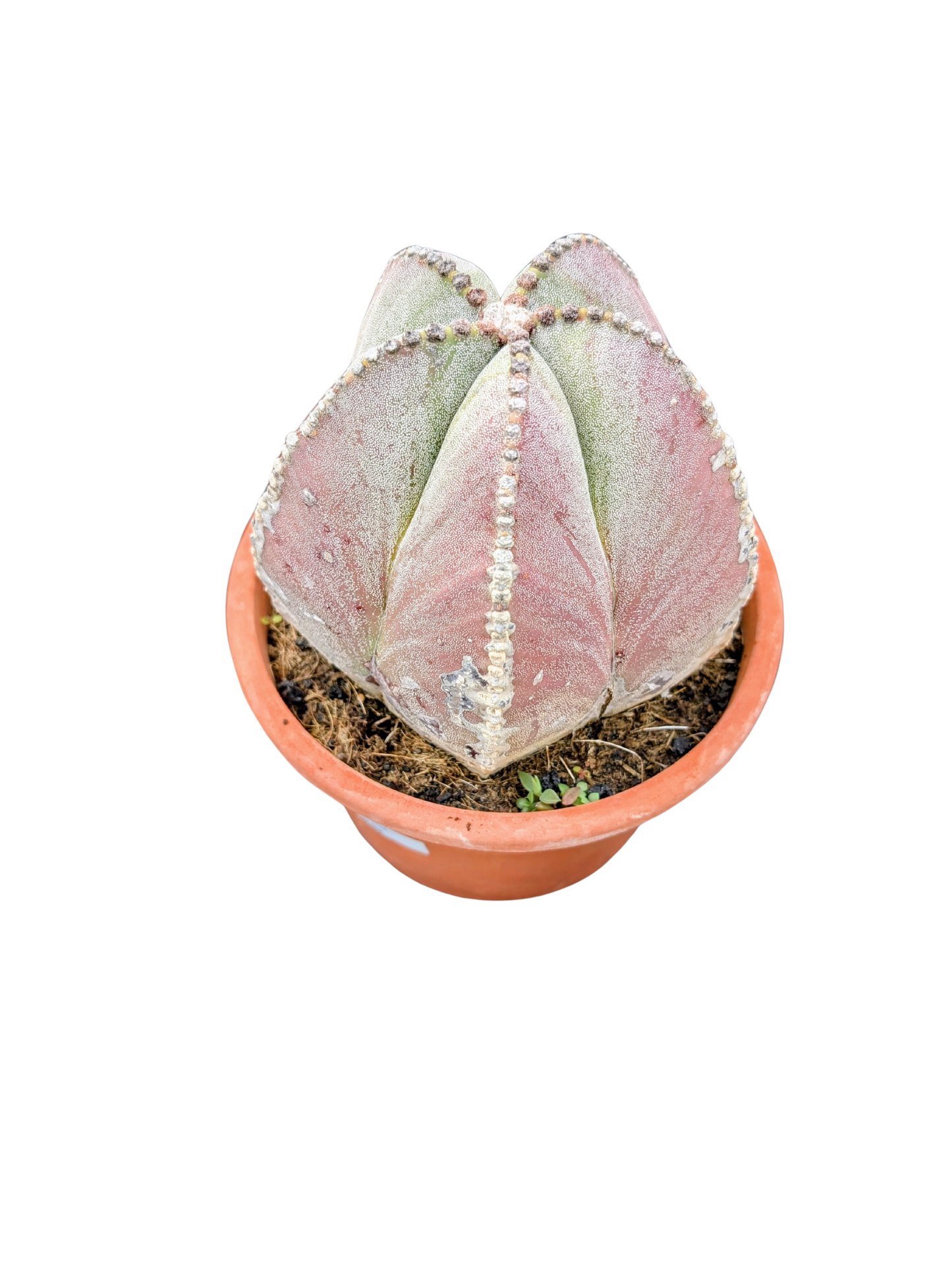
                  
                    Astrophytum myriostigma
                  
                