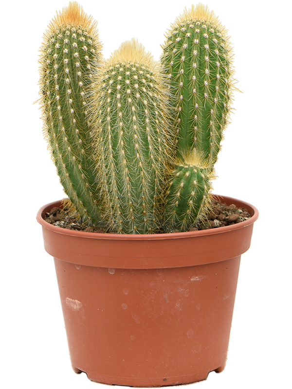 Austrocephalocereus dybowskii