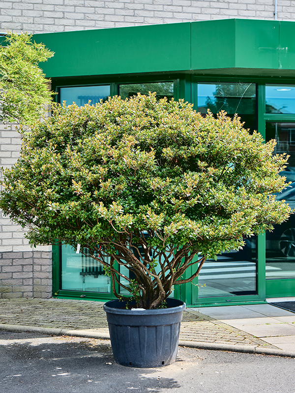 Azalea japonica Aladdin Scout