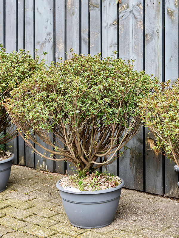 
                  
                    Azalea japonica Aladdin Scout
                  
                