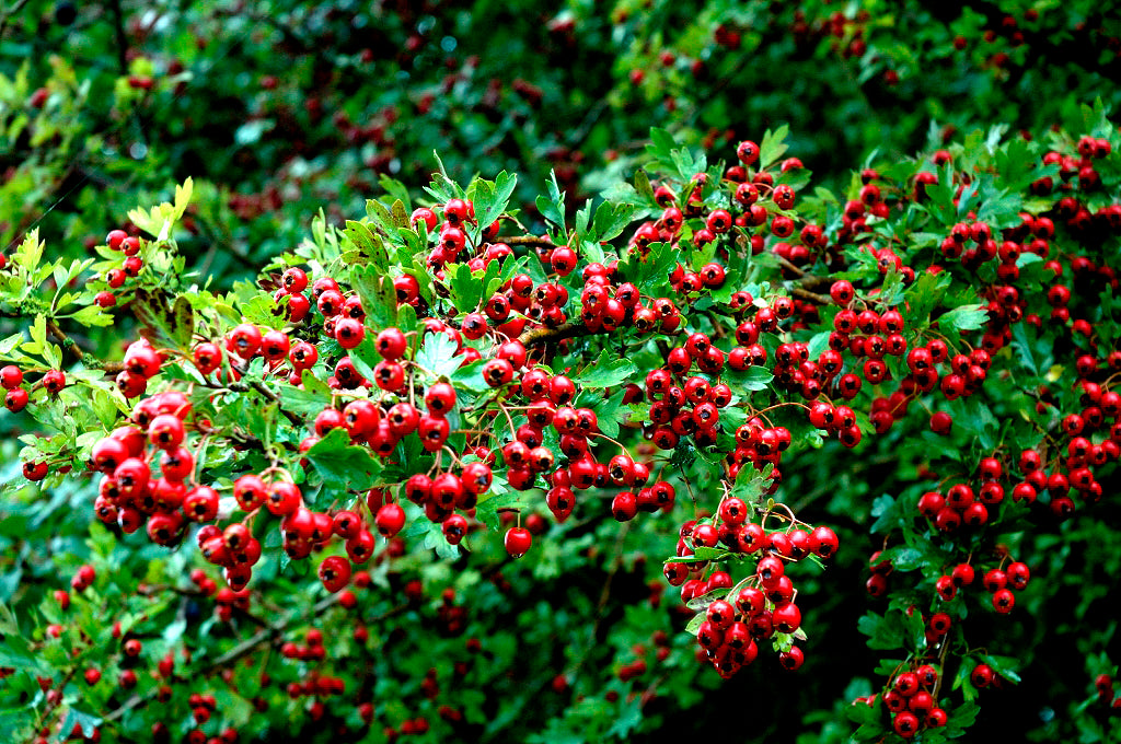 
                  
                    Azarolier crataegus azarolus
                  
                