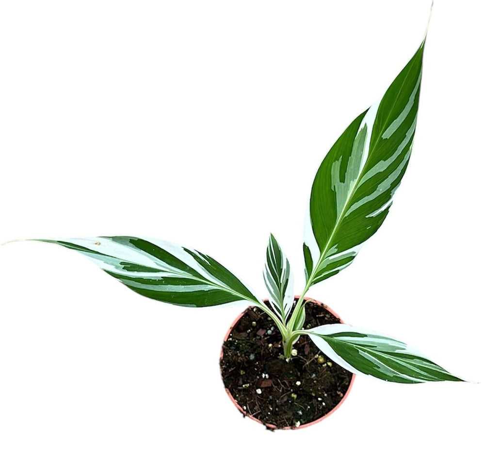 Bananier Musa Florida Variegata