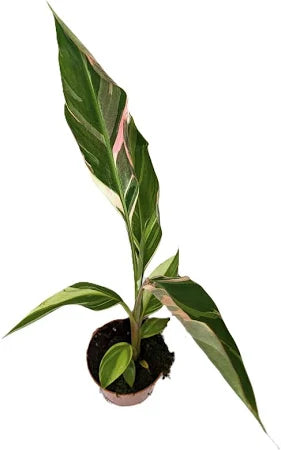 Bananier Musa  Nono pink variagata