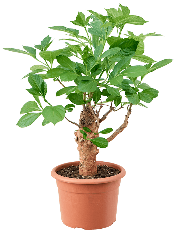 
                  
                    Baobab (adenium arabicum).
                  
                