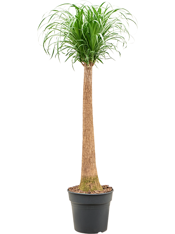 
                  
                    Beaucarnea recurvata
                  
                