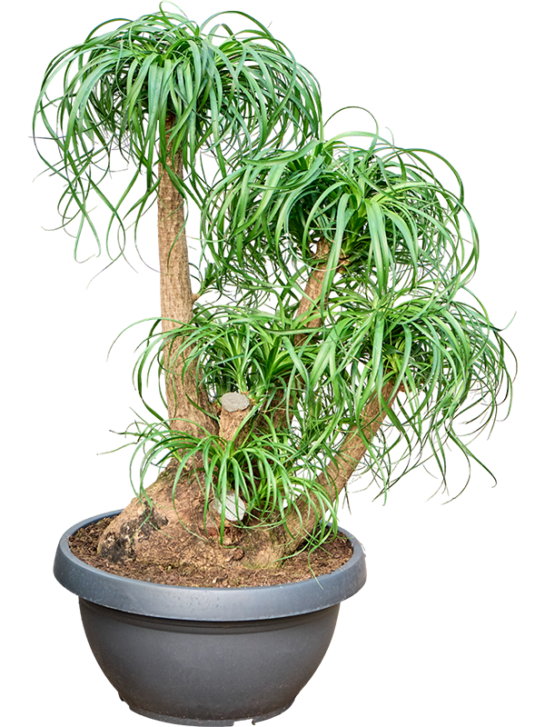 
                  
                    Beaucarnea recurvata
                  
                