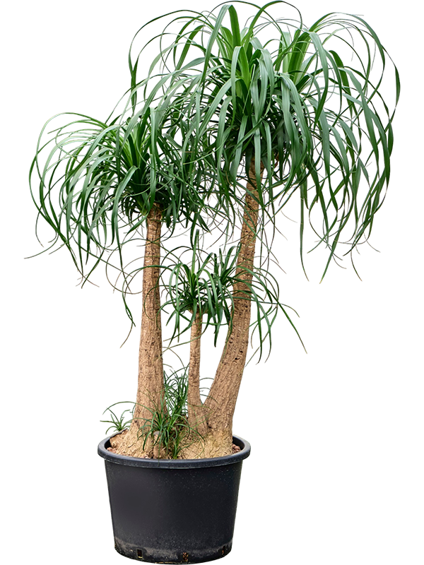 
                  
                    Beaucarnea recurvata
                  
                