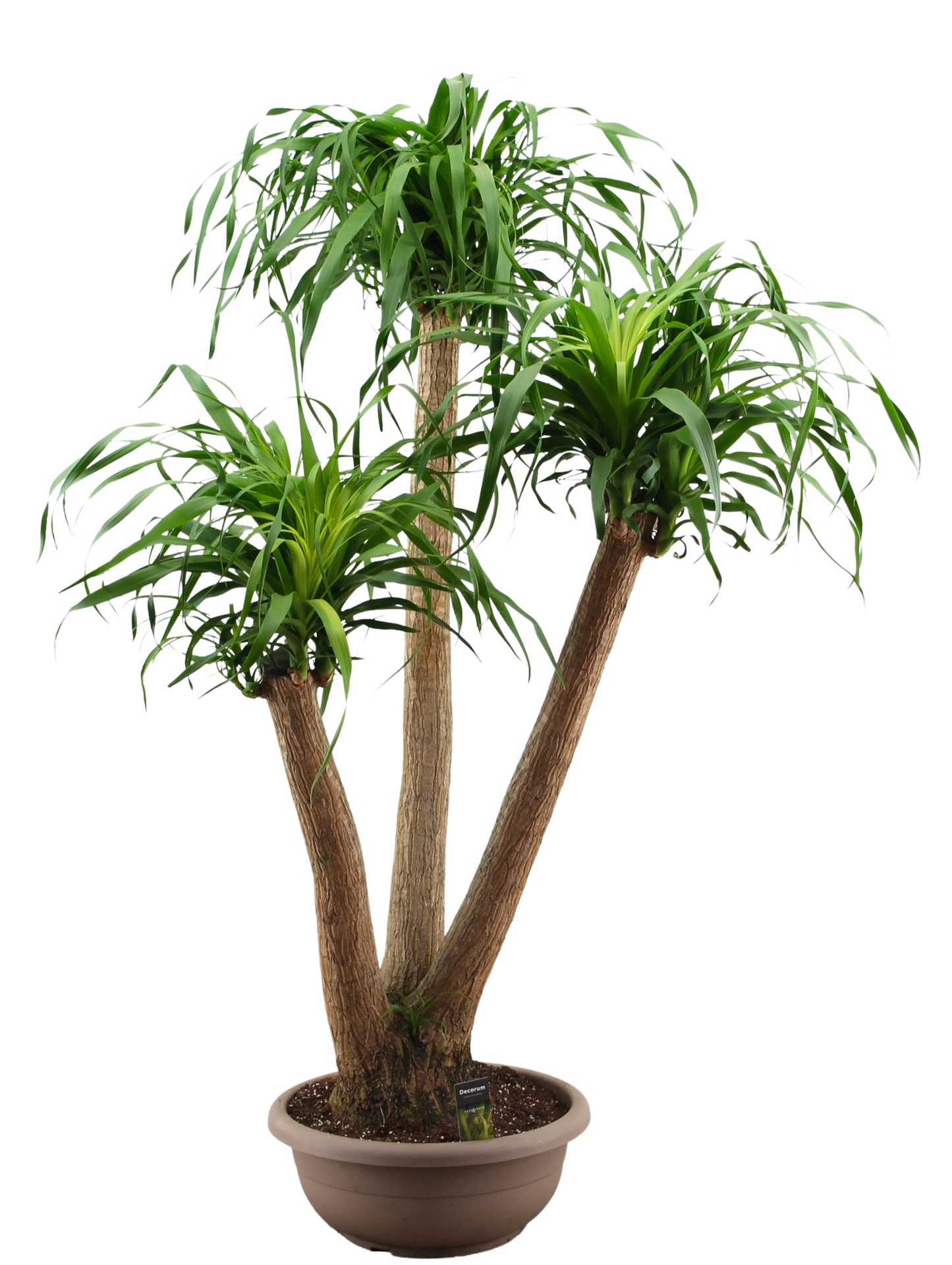 
                  
                    Beaucarnea recurvata
                  
                