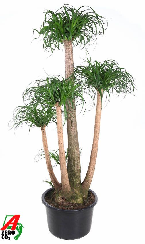 
                  
                    Beaucarnea recurvata
                  
                