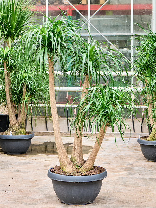 
                  
                    Beaucarnea recurvata
                  
                
