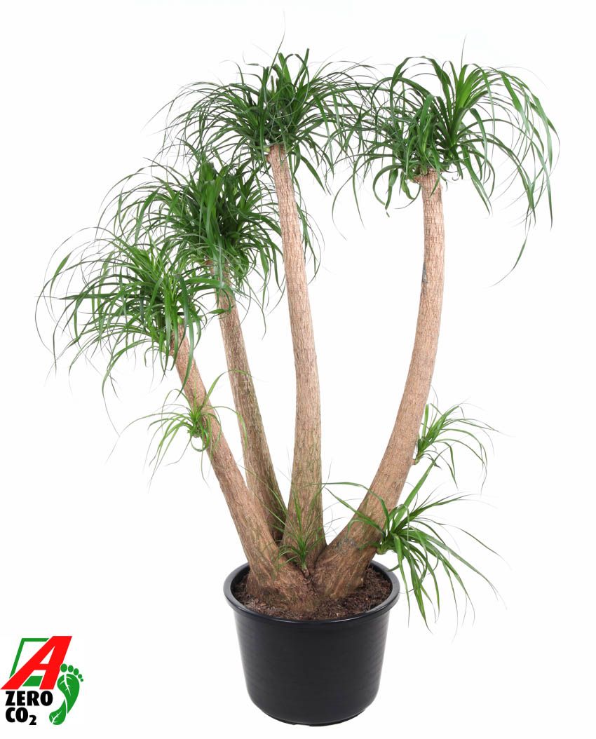 
                  
                    Beaucarnea recurvata
                  
                