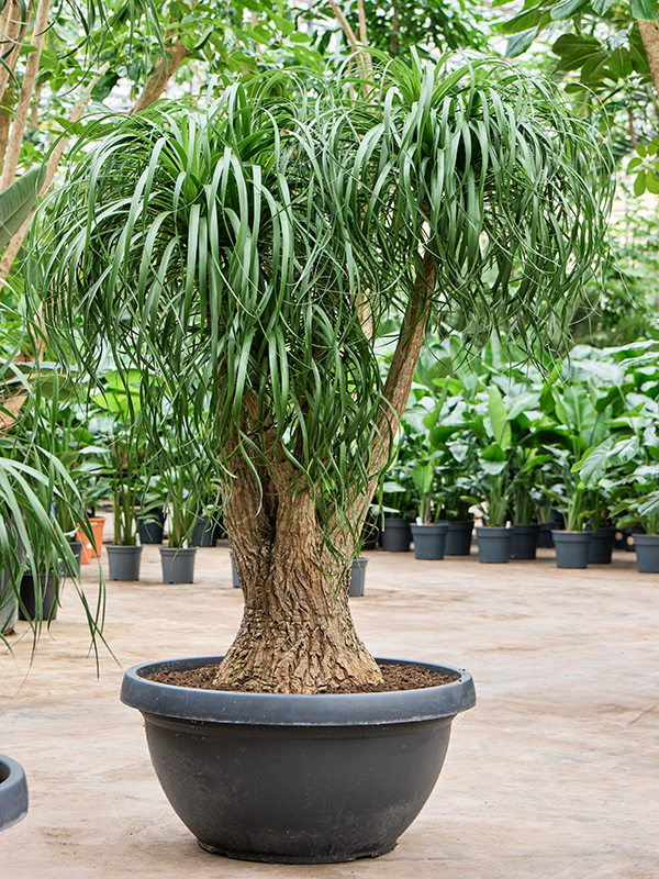 
                  
                    Beaucarnea recurvata
                  
                