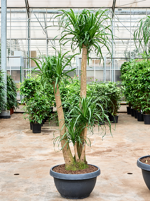 
                  
                    Beaucarnea recurvata
                  
                