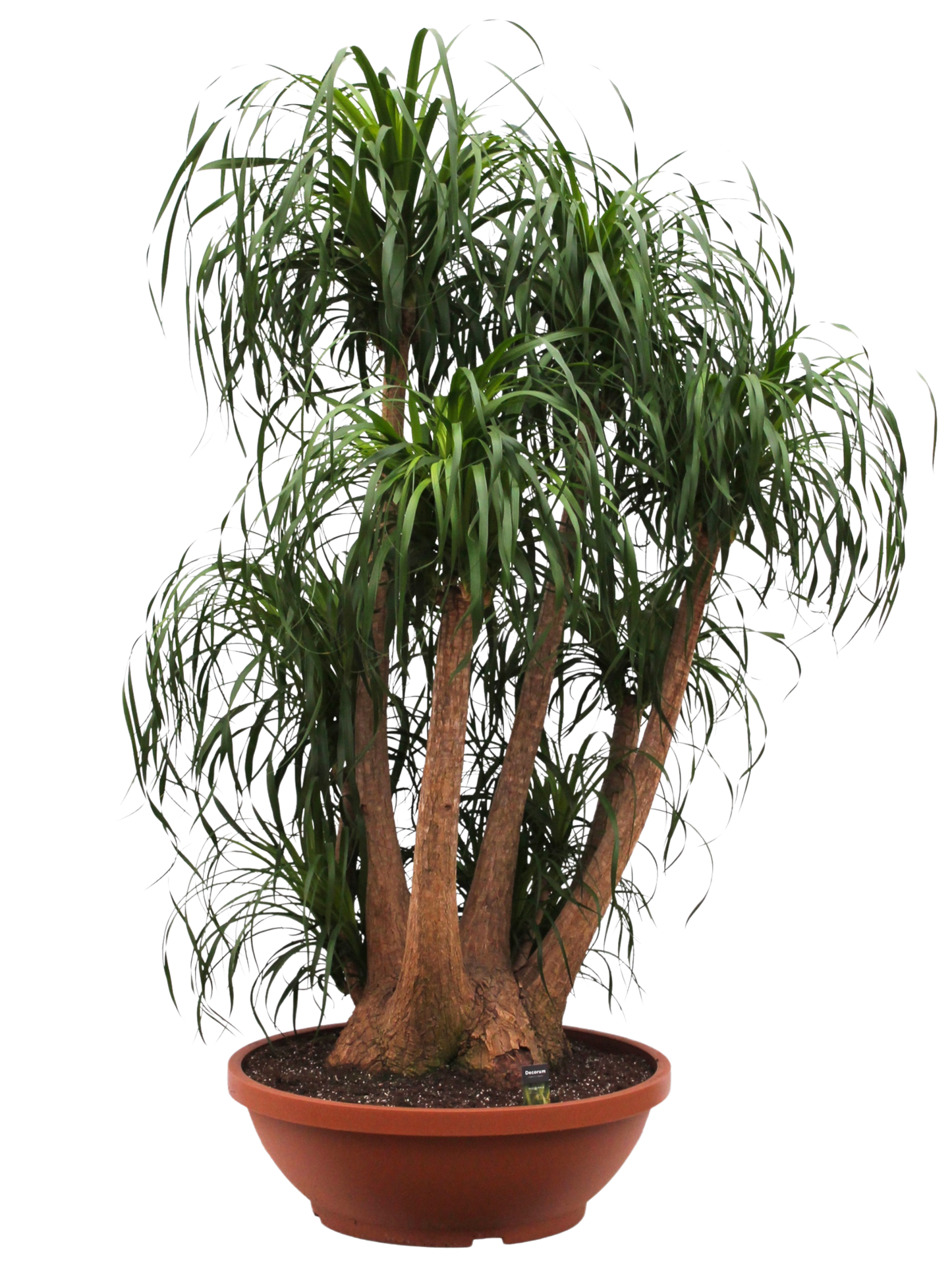 
                  
                    Beaucarnea recurvata
                  
                