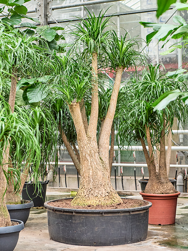 
                  
                    Beaucarnea recurvata
                  
                