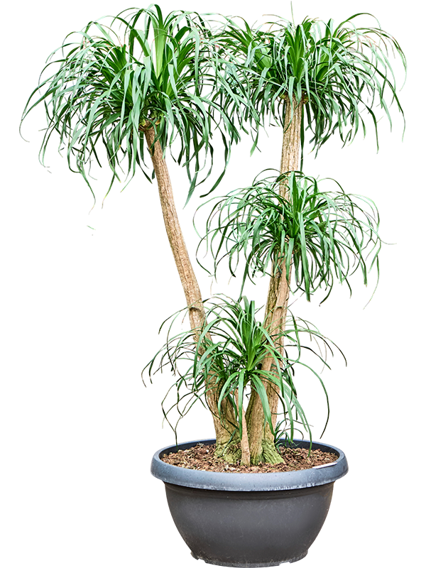 
                  
                    Beaucarnea recurvata
                  
                