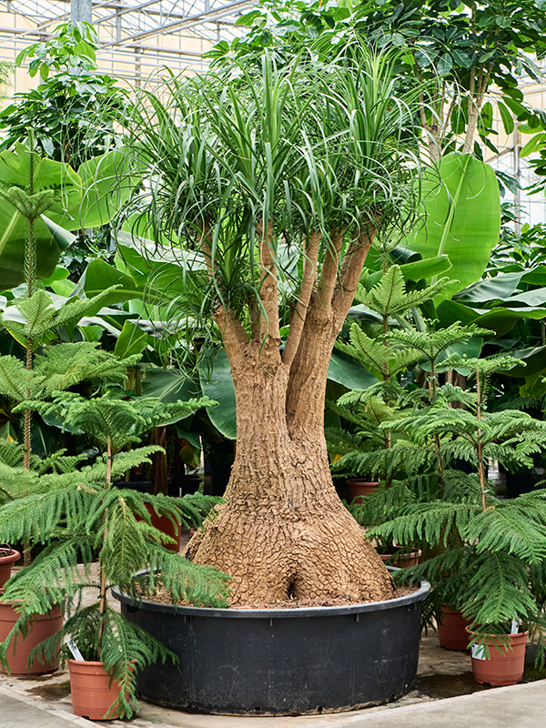 
                  
                    Beaucarnea recurvata
                  
                