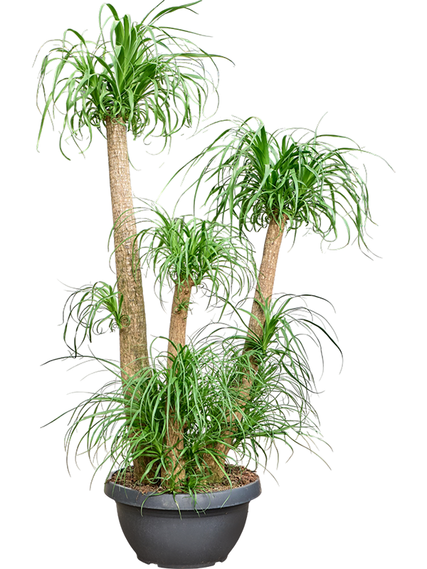 
                  
                    Beaucarnea recurvata
                  
                