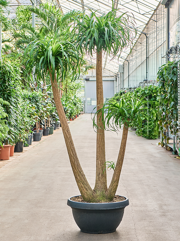 
                  
                    Beaucarnea recurvata
                  
                