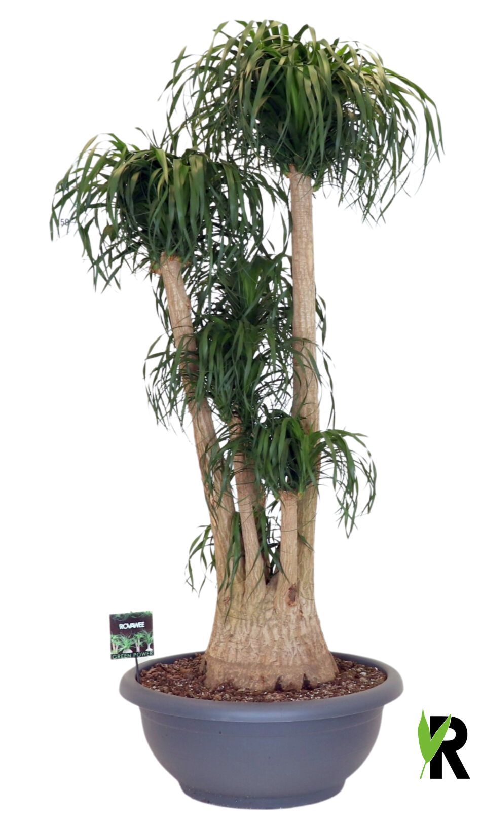 
                  
                    Beaucarnea recurvata
                  
                