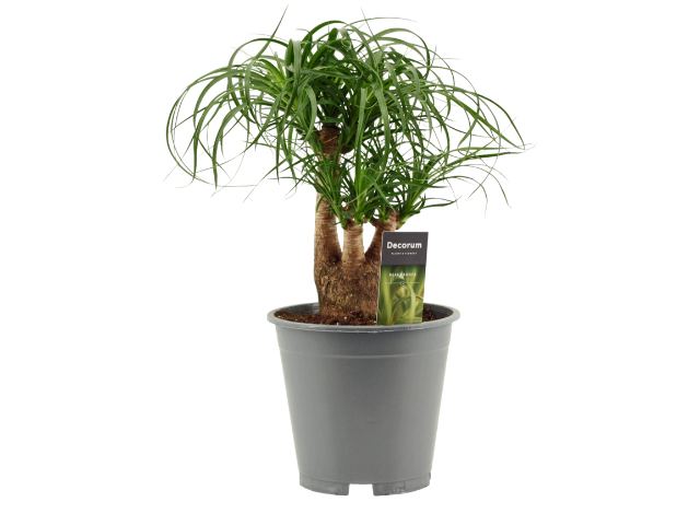 
                  
                    Beaucarnea recurvata
                  
                