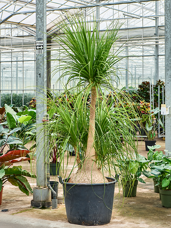 
                  
                    Beaucarnea recurvata Nolina
                  
                