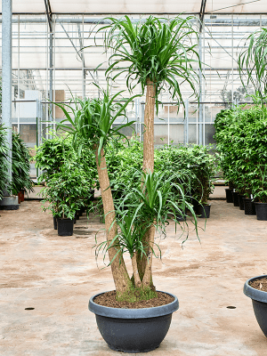 
                  
                    Beaucarnea recurvata.
                  
                