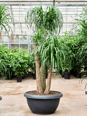
                  
                    Beaucarnea recurvata.
                  
                
