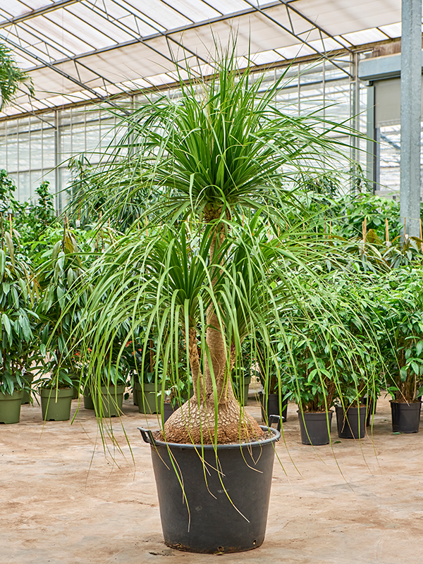 Beaucarnea recurvata Nolina