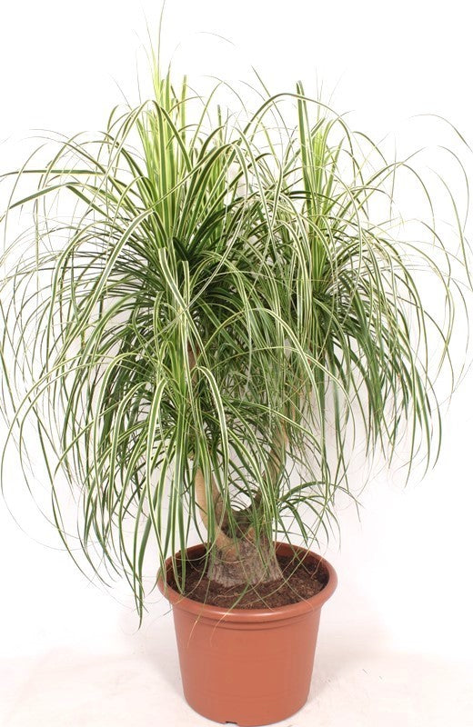 Beaucarnea recurvata Variagata