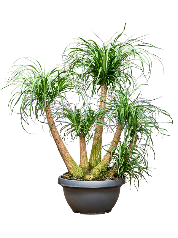 
                  
                    Beaucarnea recurvata
                  
                