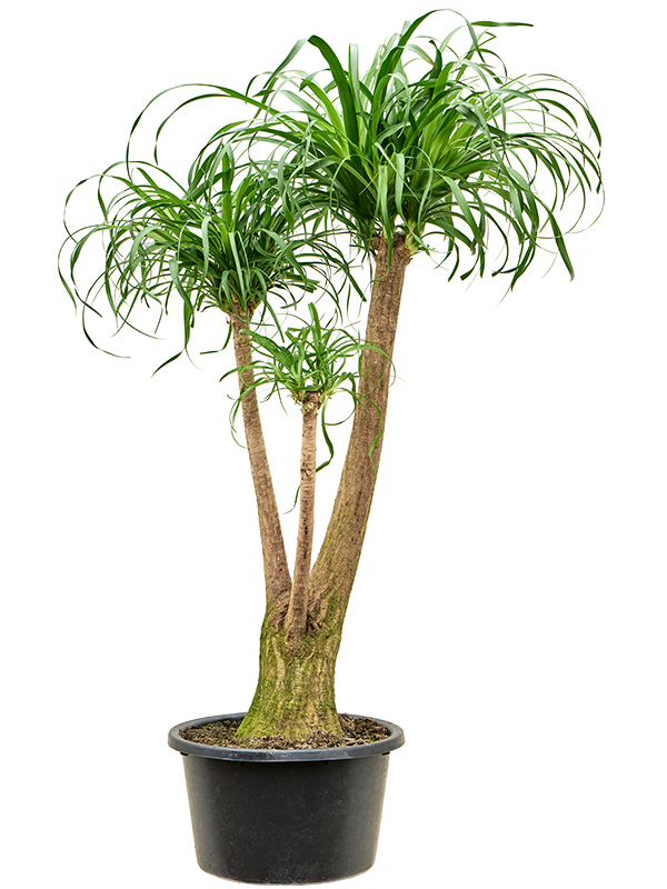 
                  
                    Beaucarnea recurvata.
                  
                