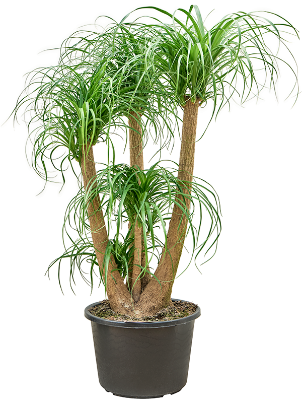 
                  
                    Beaucarnea recurvata
                  
                