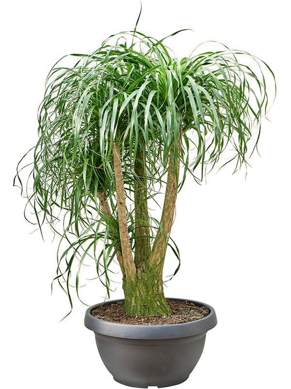 
                  
                    Beaucarnea recurvata
                  
                