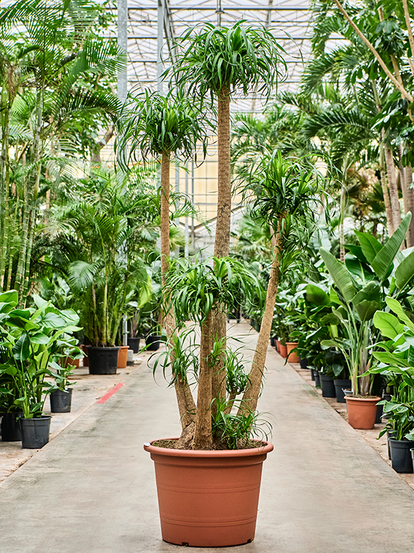 
                  
                    Beaucarnea recurvata
                  
                