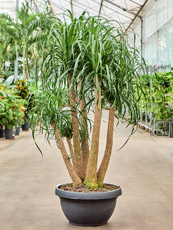 Beaucarnea recurvata