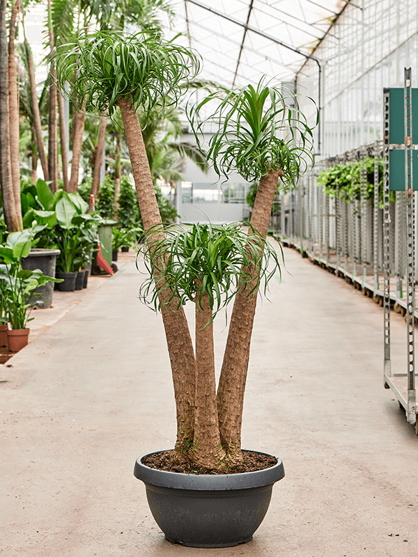 
                  
                    Beaucarnea recurvata
                  
                