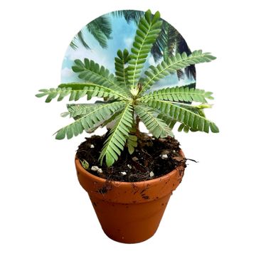 
                  
                    Biophytum sensitivum
                  
                