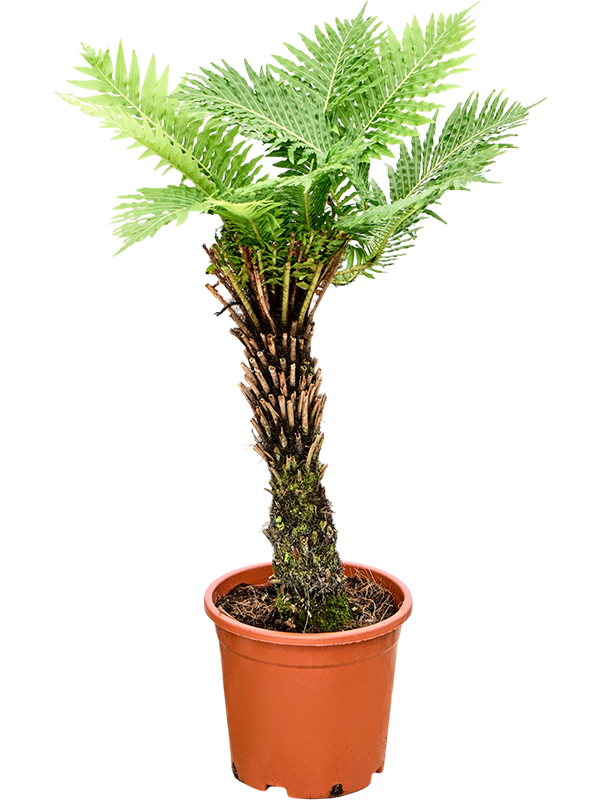 
                  
                    Blechnum gibbum
                  
                
