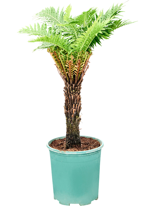 
                  
                    Blechnum gibbum
                  
                