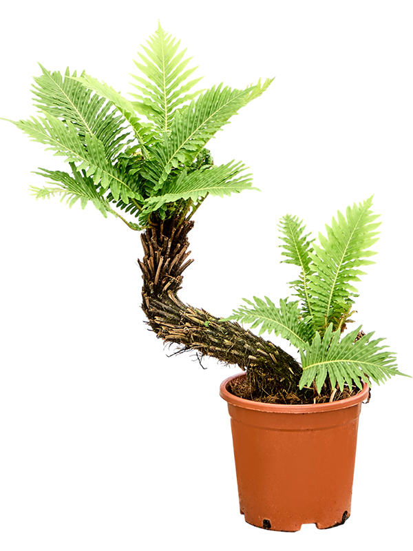 
                  
                    Blechnum gibbum
                  
                
