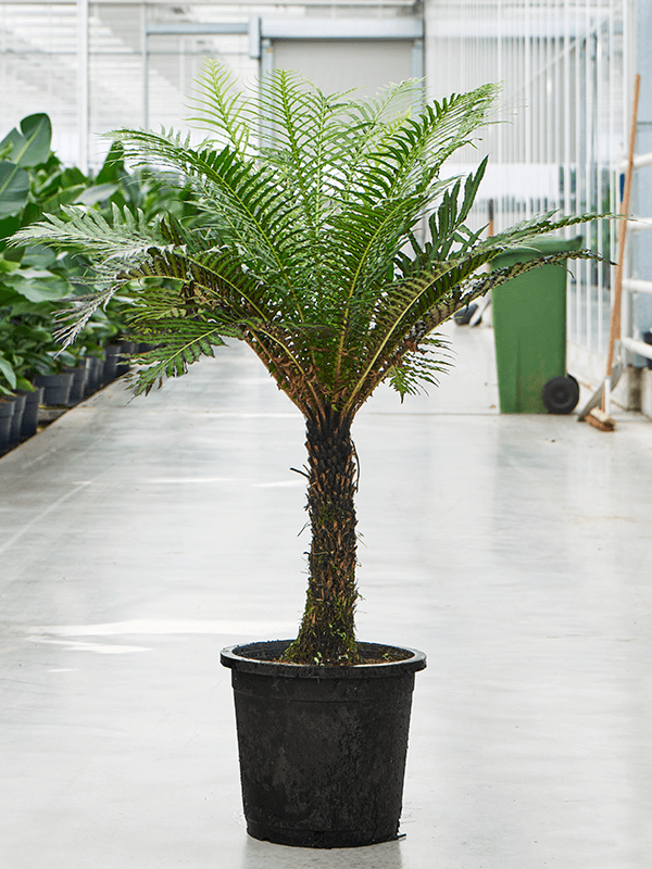 Blechnum gibbum
