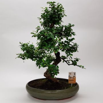 Bonsai Carmona