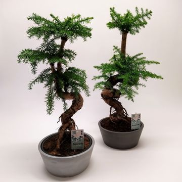 
                  
                    Bonsaï Araucaria Cunninghamii
                  
                