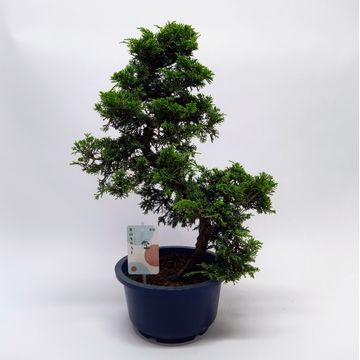 Bonsai Juniperus Chine