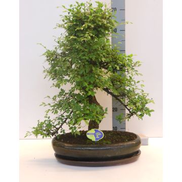 
                  
                    Bonsai Zelkova
                  
                